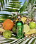 Attar Collection Al Rayhan фото 7