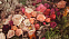 Electimuss Pomona Vitalis фото 3