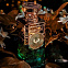 Electimuss Persephone's Patchouli фото 7